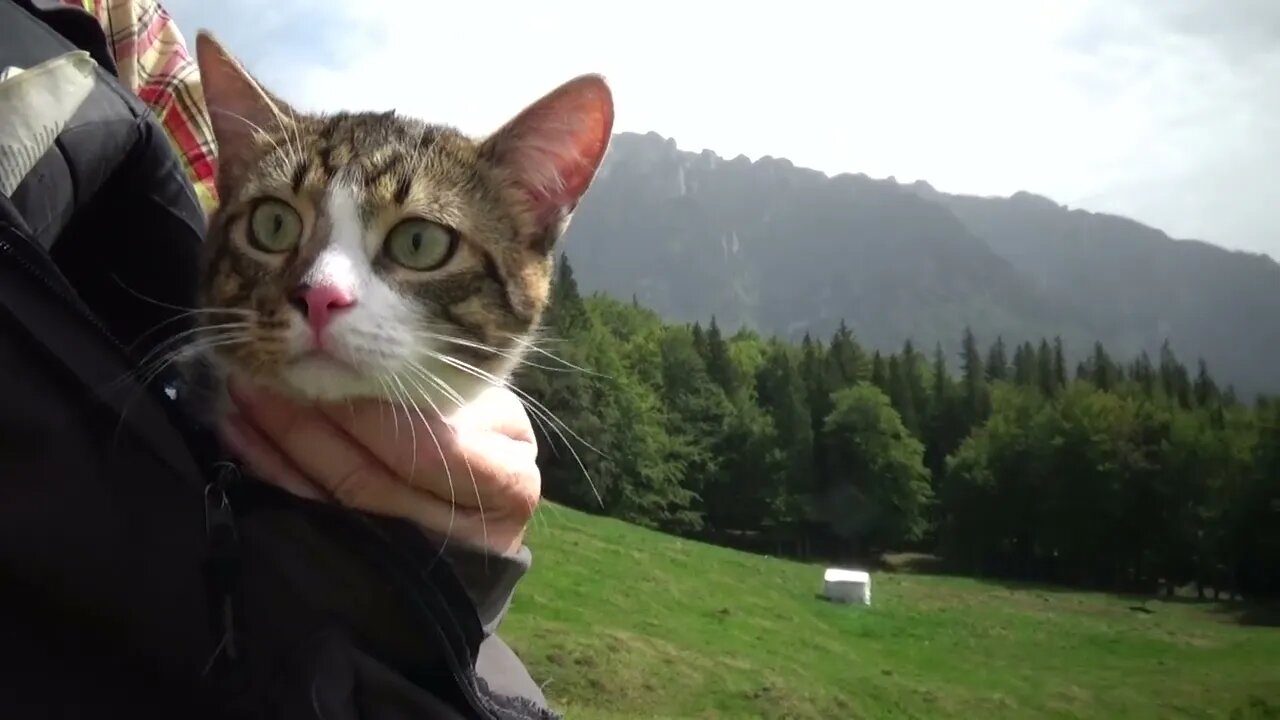 Cat Travels in the Mountains at the End of the Pandemic