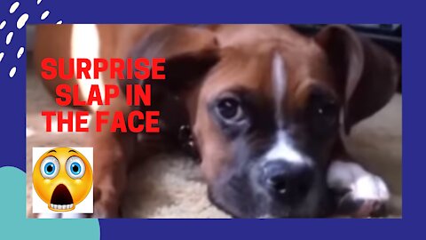 Has anyone ever been slapped by their dog?