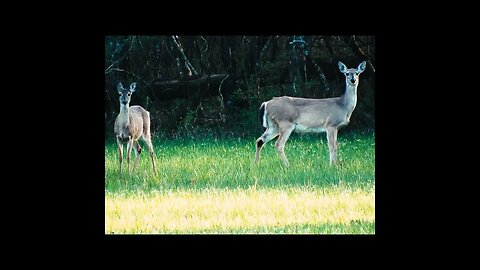 deer in a field