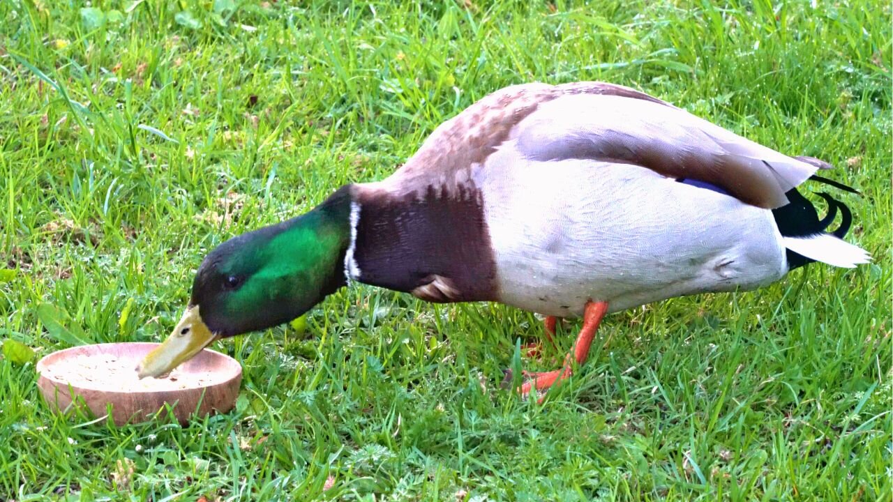 Mallard Duck Drake Finishing His Bowl of Cereal