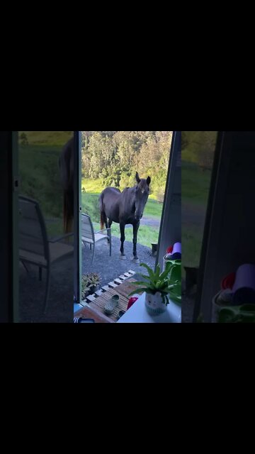 Horses Visit Us? Or Stalk Us? You decide.