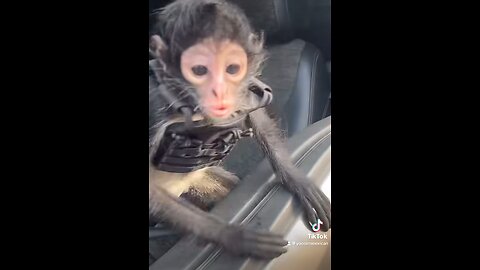 NARCO MONKEY!!!