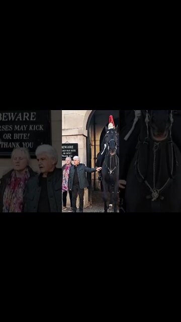 Hands off the reins #horseguardsparade