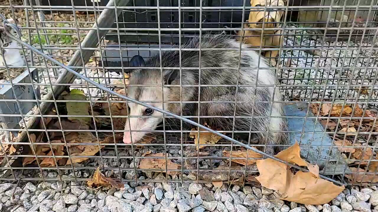 Roosters don't like the opossum.