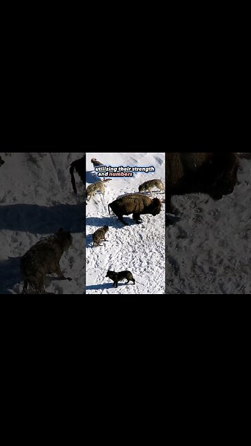 Wolf Apex Carnivores Animals | Top Predators | Part 2 of 4 #shorts #wolf