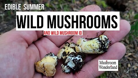 Edible Wild Mushrooms in Summer, and Wild Mushroom foraging