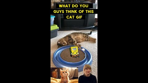 Cute Cat Gif