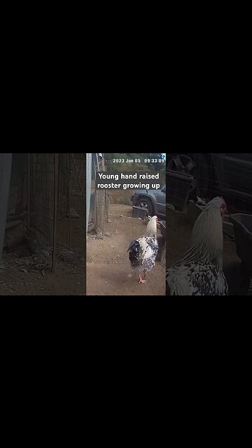 Farm surveillance. Hand raised rooster growing up