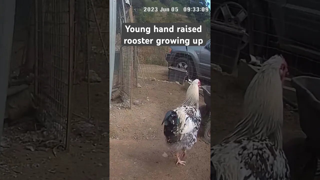 Farm surveillance. Hand raised rooster growing up