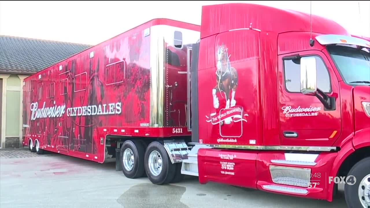 Budweiser Clydesdlaes in SWFL