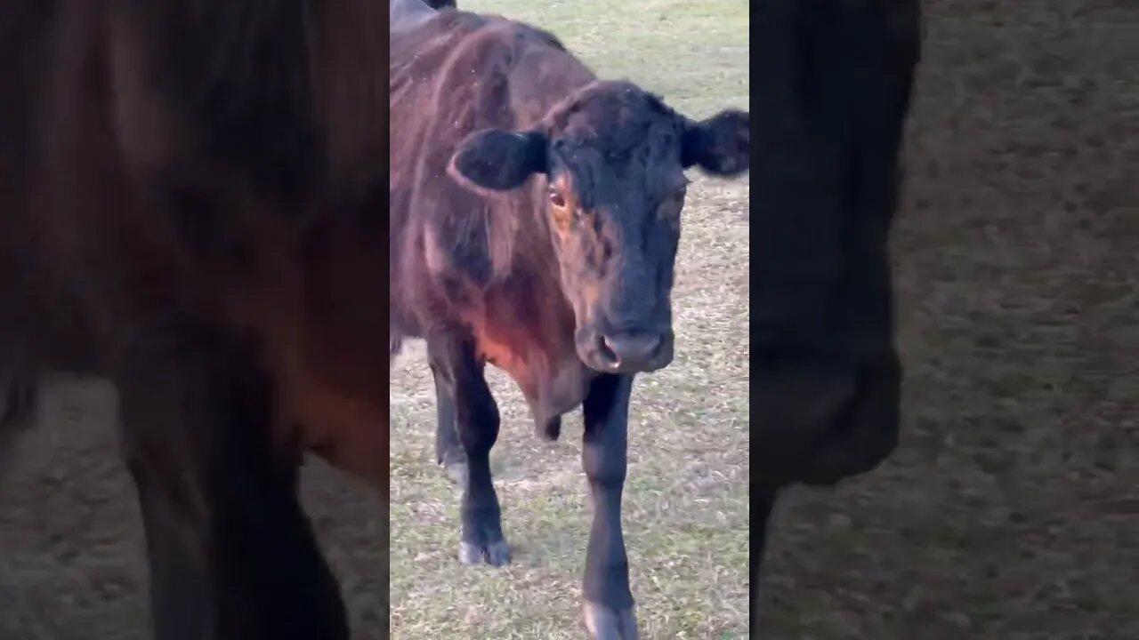 Cow’s got it going on! #cow #cows #cowvideos #cowvideo #cattle #cattlefarm #shorts