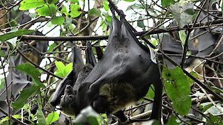 Flying fox bat adorably clings to its mother in the rainforest