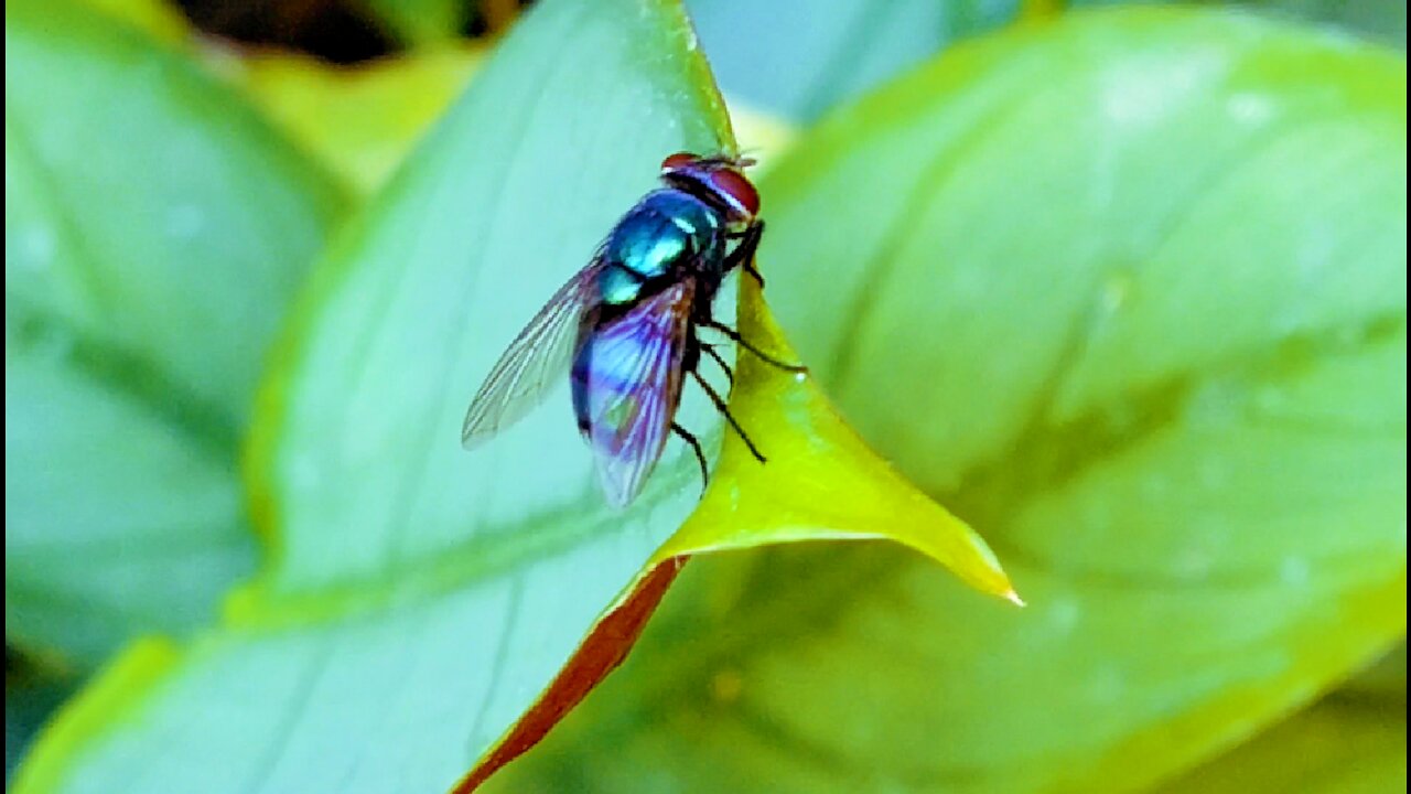 INSECTS: Colorful Garden Fly