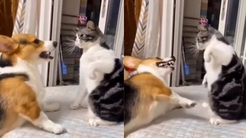 My dog and cat fight.🤪