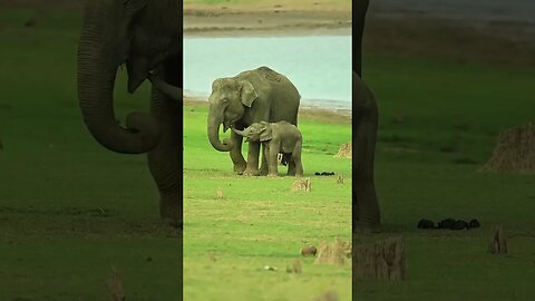 Elephants are among the most caring mothers in the animal kingdom.