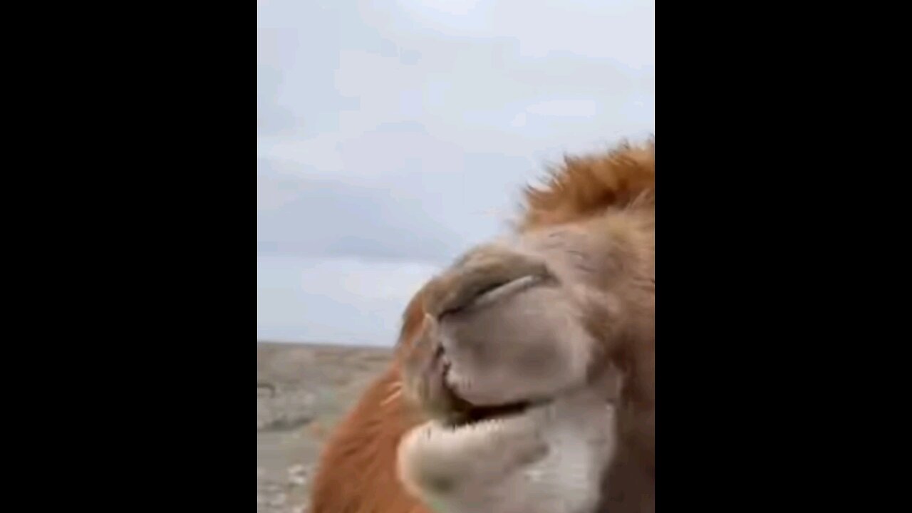 crazy camel