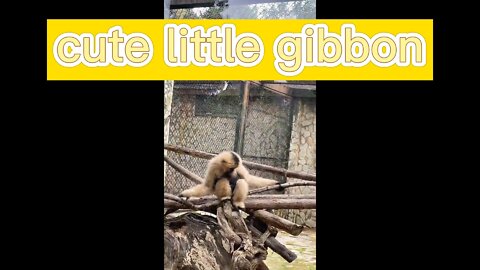 The gibbons in the zoo are so funny