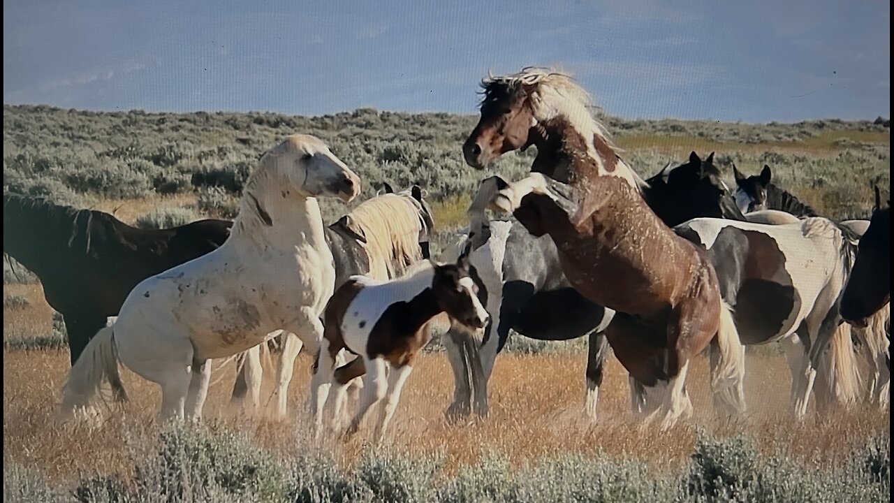 WHOA Wild Horses of America Ep 1 McCullough Peaks in Wyoming by Karen King