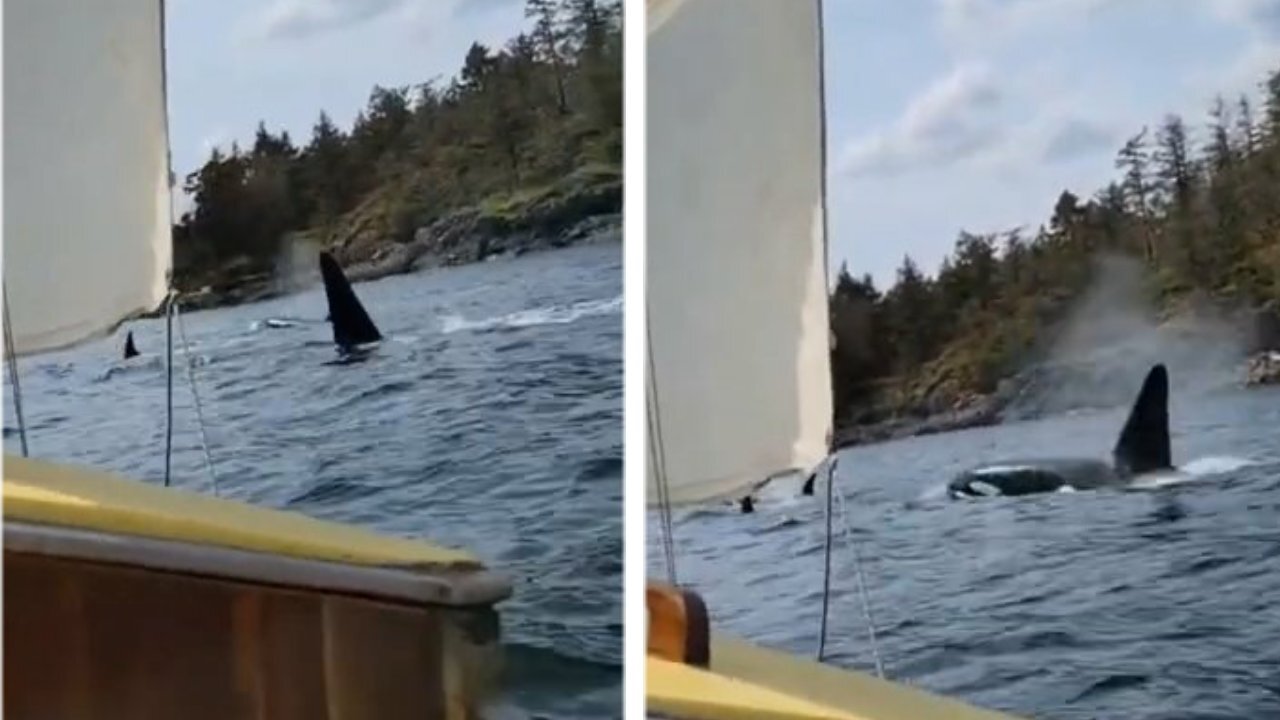 The shark playing with other shark in the ocean.