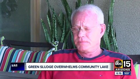 Green algae killing fish in Goodyear neighborhood