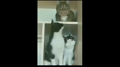 Funny animal videos, funny animal clips, lots of laughter😂😂😂😂