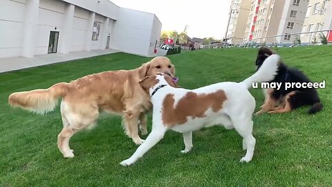 Golden Retriever Doesn't Want to Share His Toy with Puppy Friends!