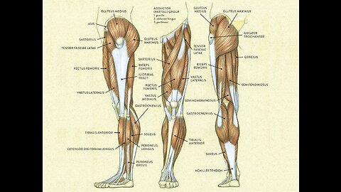 How to train your legs easy and fast!!!