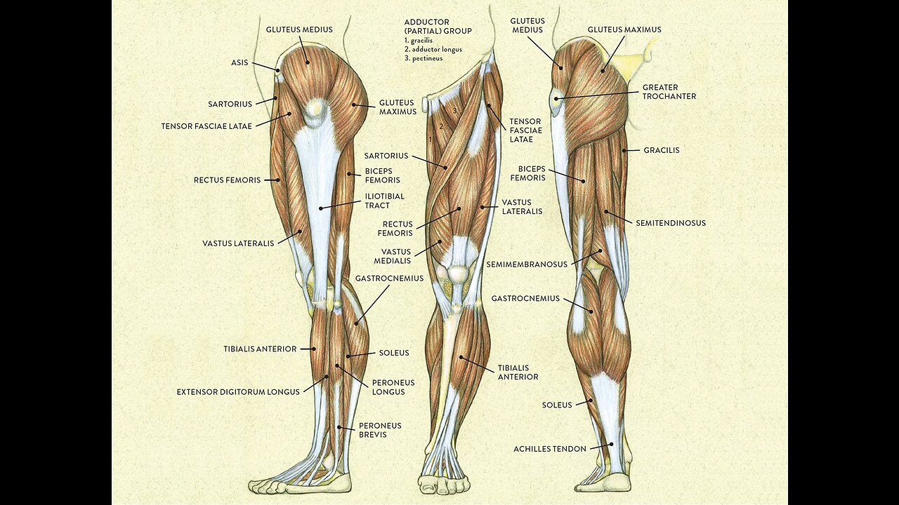 How to train your legs easy and fast!!!