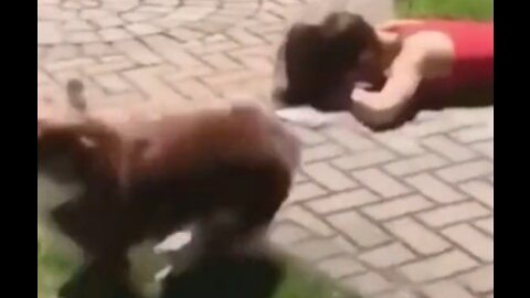 Funny! Dogs being savage for 14 seconds straight