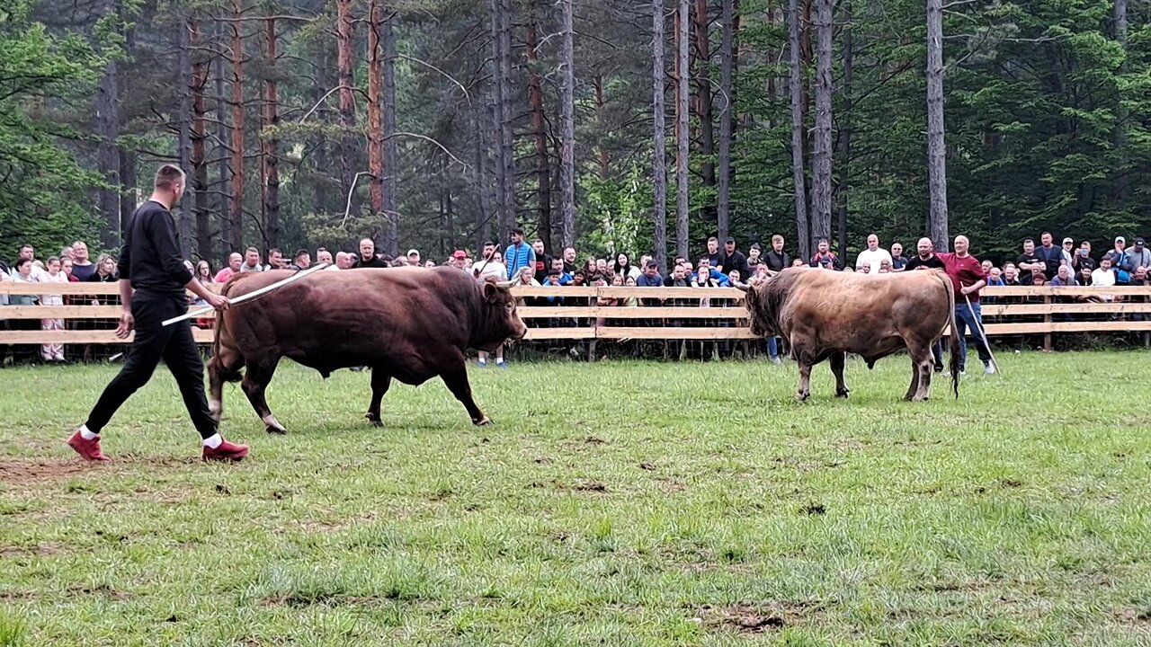 Medonja od Forića vs Medonja od Spahića Olovo 2024