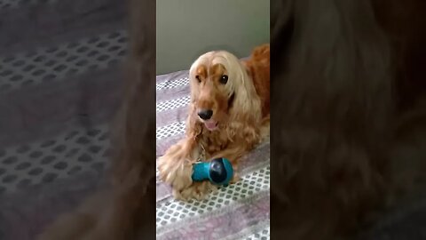 #dogshow , #animals , #dogs , #shorts