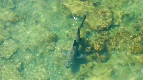 Shark Swimming in the Sea full HD video