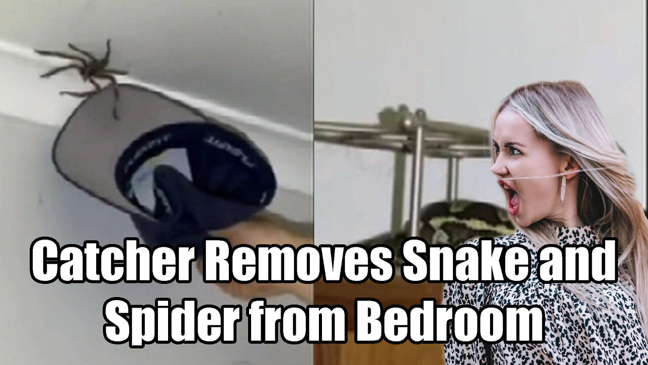 Australian Catcher Removes Large Spider🕷 and Large Snake🐍 From Bedroom🛌