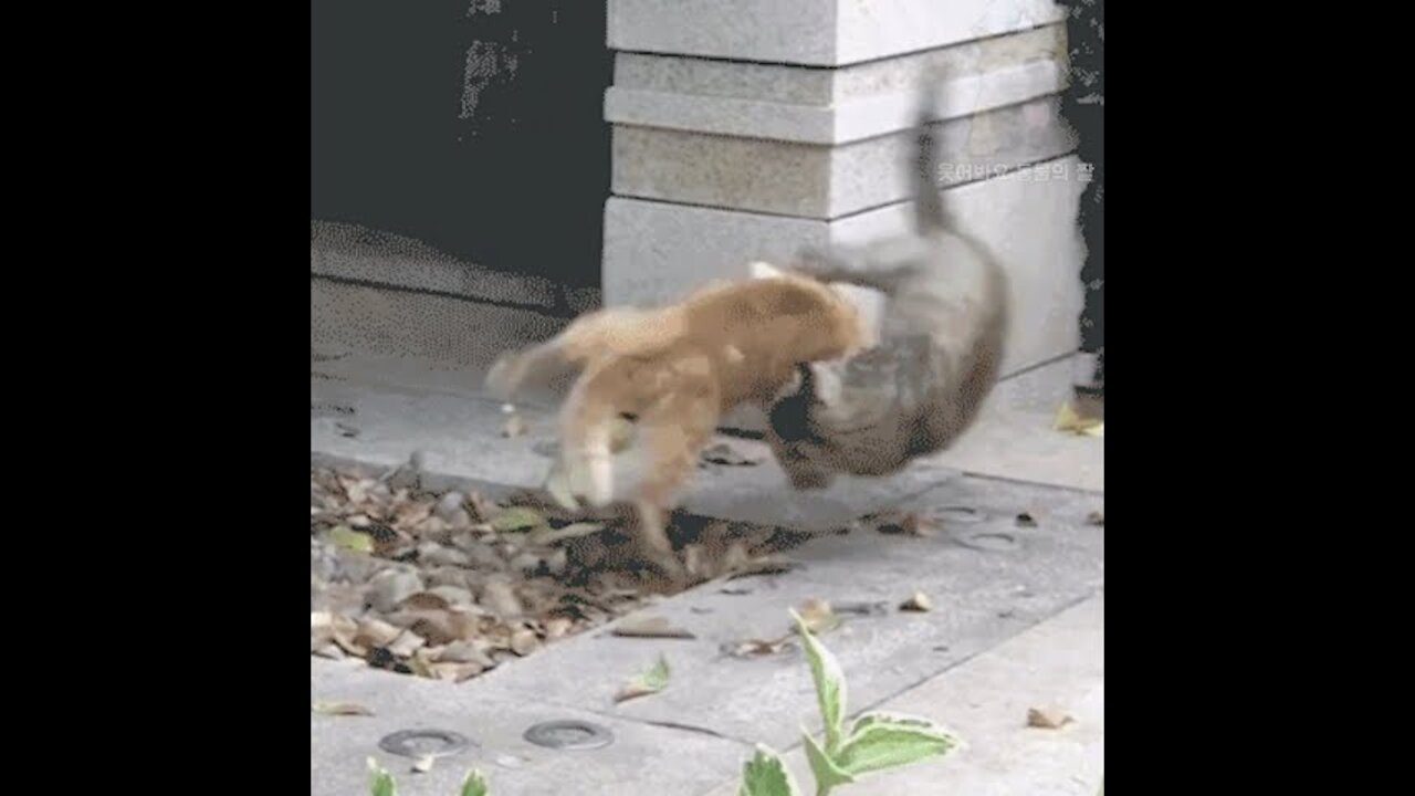 Cat shows what real Martial arts