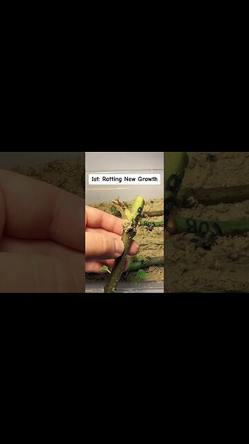 Avoid these mistakes when rooting cuttings!