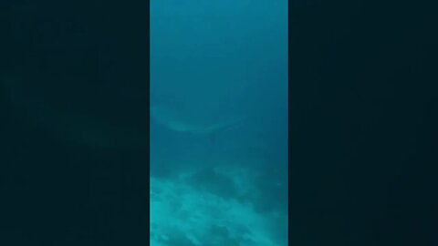 Elongated tail makes thresher sharks unique predators #shorts