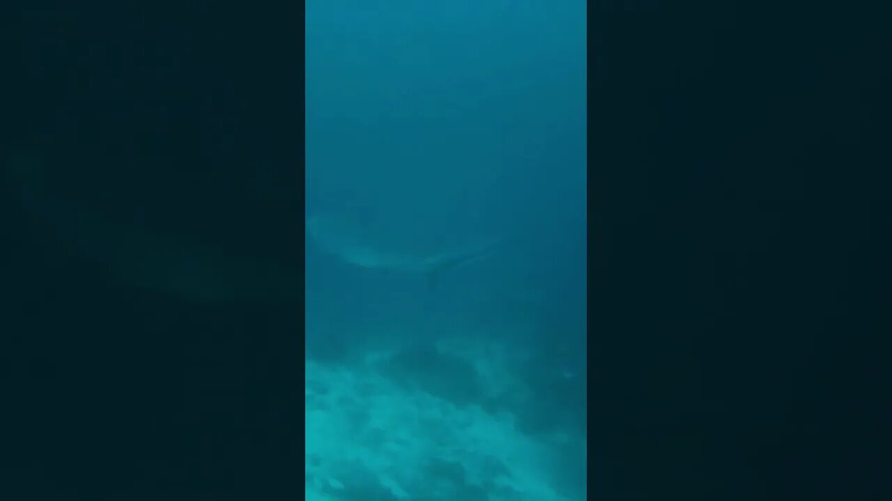 Elongated tail makes thresher sharks unique predators #shorts