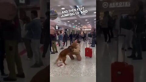 Dog reunites with his owner at the airport