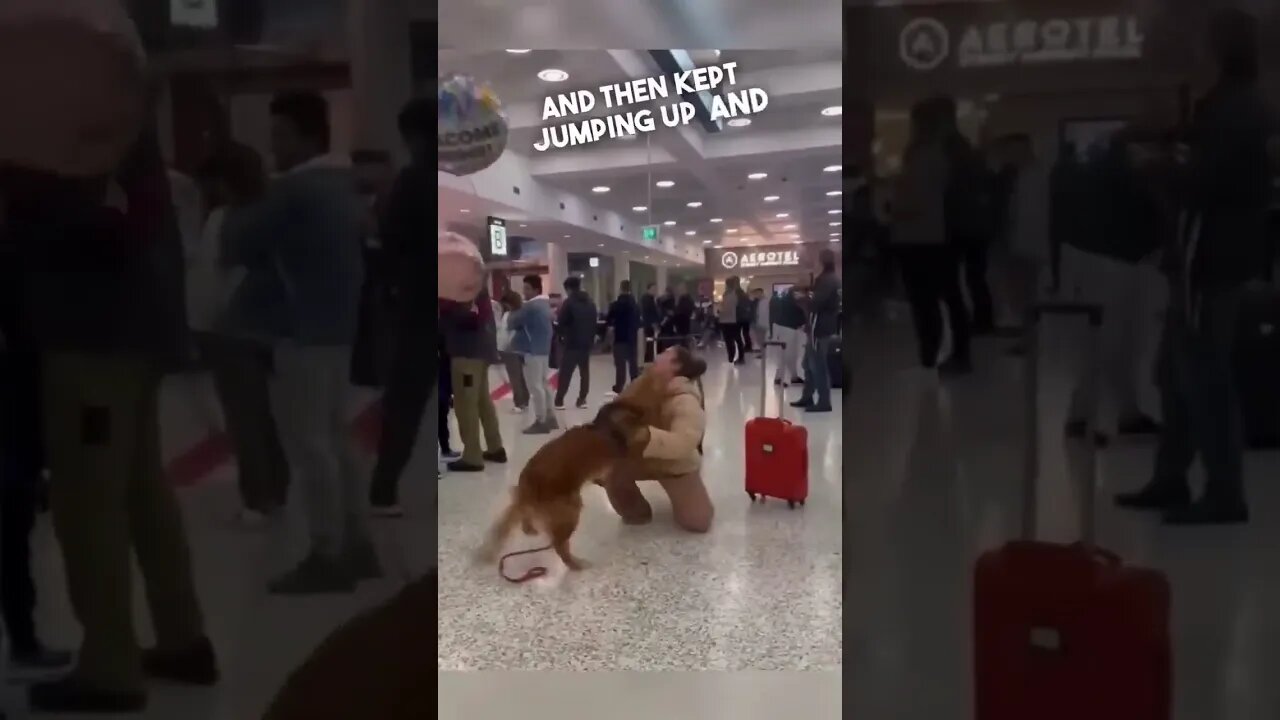 Dog reunites with his owner at the airport