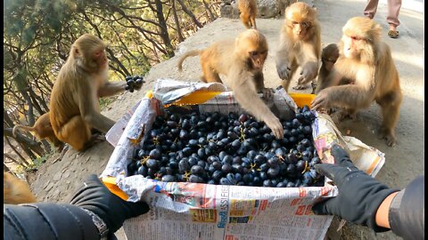 This is how monkeys eat black grapes || feeding black grapes and banana to hungry monkeys