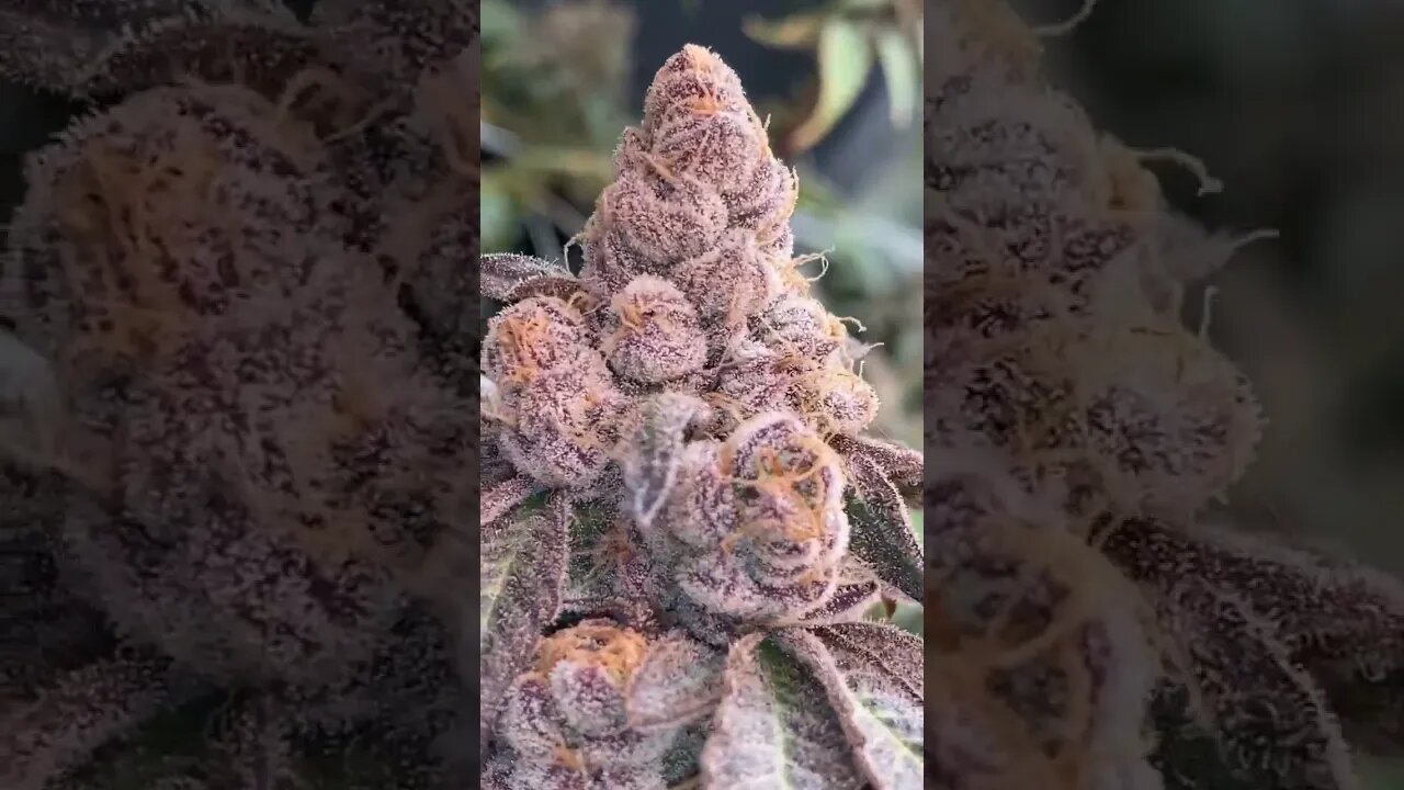 Wildberry Runtz (Runtz x Purple Punch)