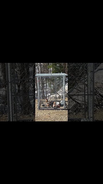 Our lil teenager rooster showin’ off!🐓 #HomeFreeAlaska #OffGrid #Alaska #Shorts