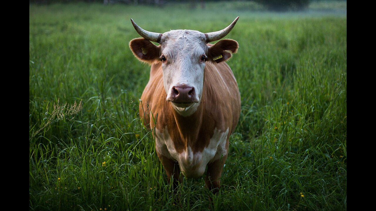 "most crops are for livestock" DEBUNKED