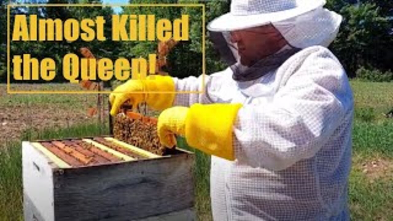 Trying to Find a Queen in Angry Hive of Bees - I Almost Killed Her!