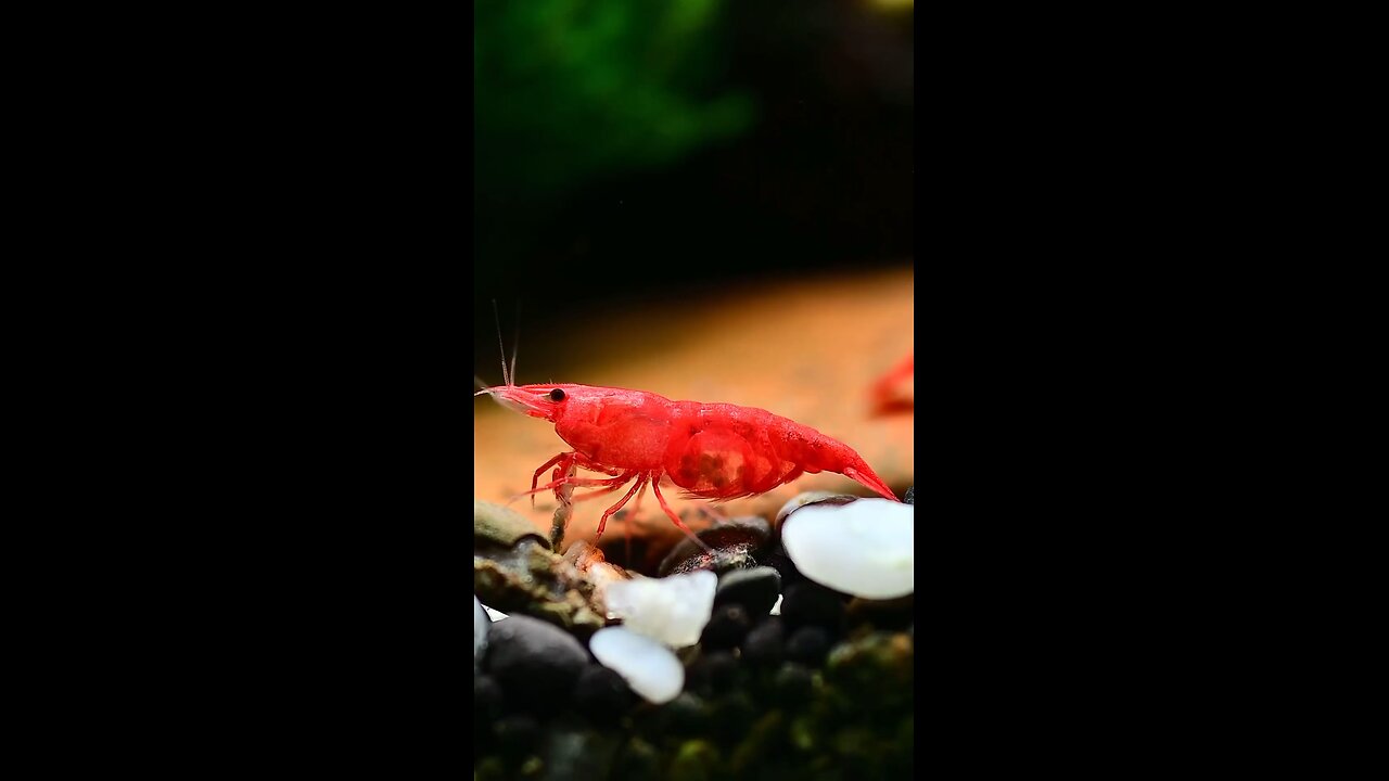 Cheryy Shrimp mom