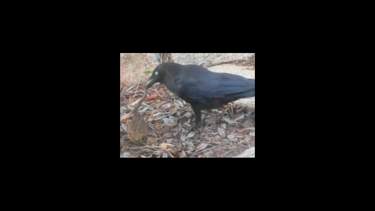 Crow Vs Cane Toad