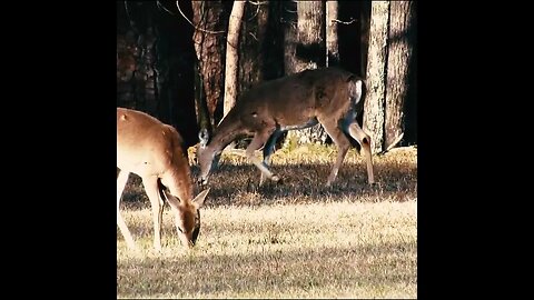Deer filmed in Georgia
