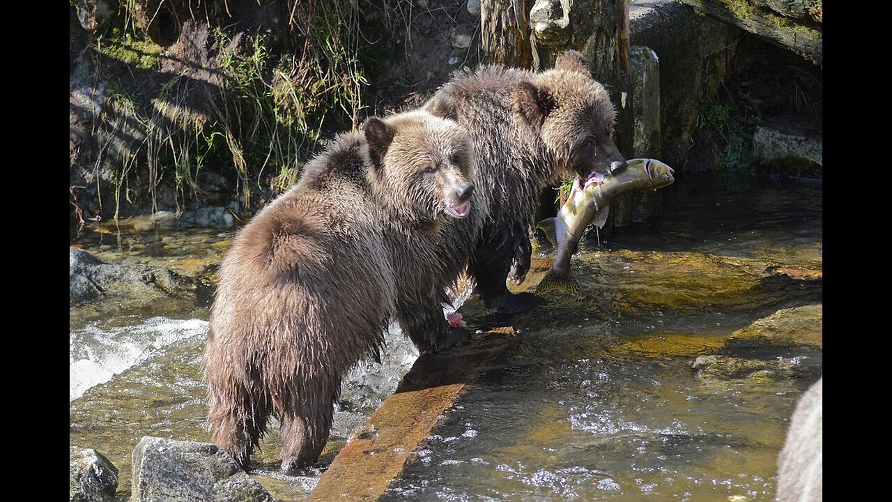 Best Bear Defense — Guns vs Bear Spray | The Final Word