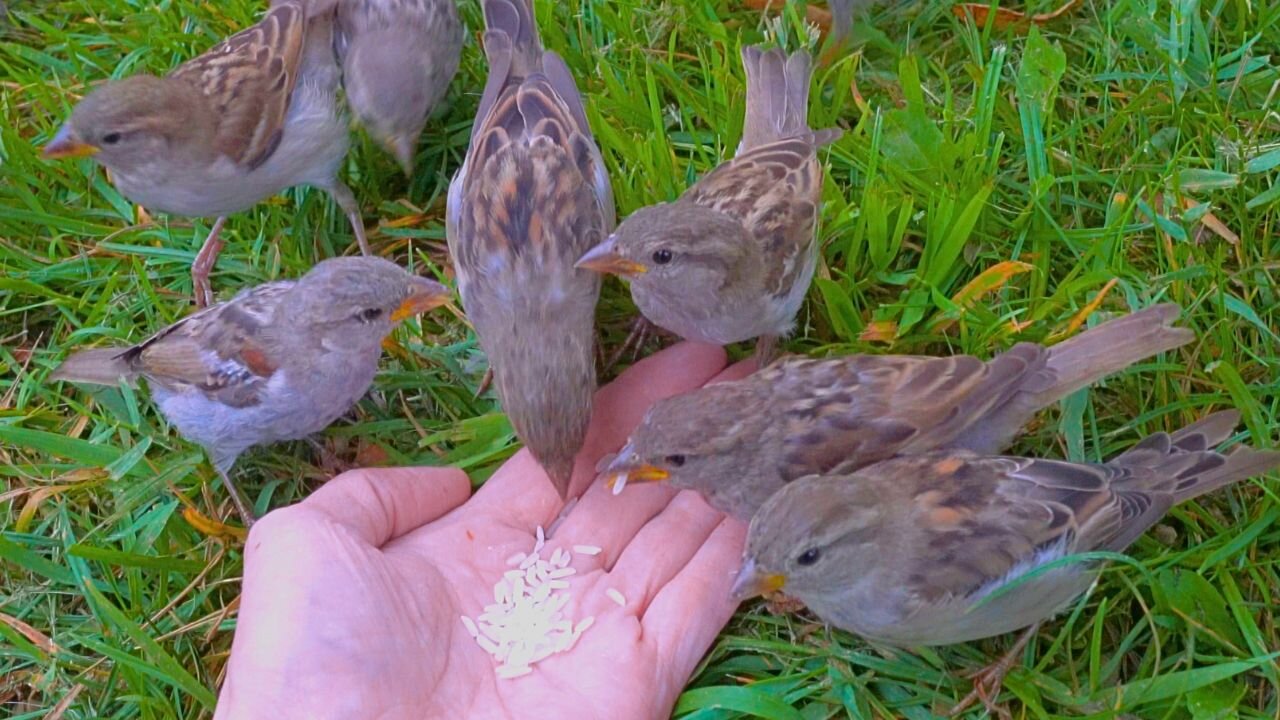 Quick House Sparrow Breakfast by Hand