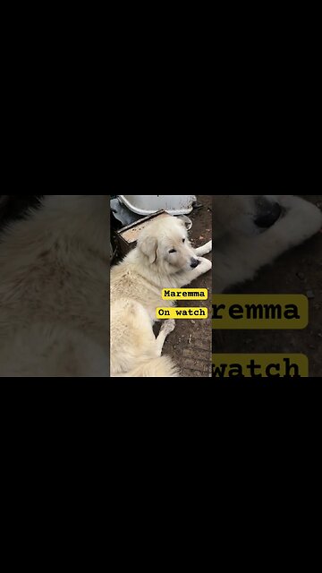 Maremma livestock guardian on watch